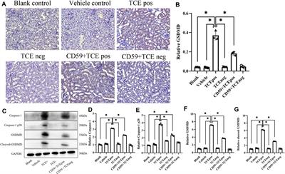 Membrane Attack Complex C5b-9 Promotes Renal Tubular Epithelial Cell Pyroptosis in Trichloroethylene-Sensitized Mice